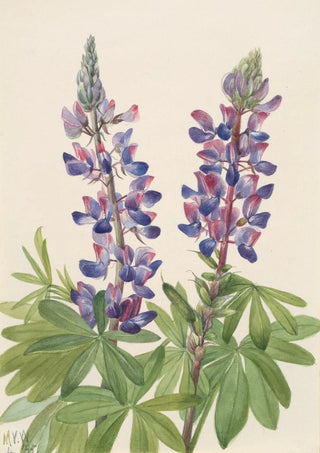 Mary Vaux Walcott - Lupine Lupinus fornosus.webp