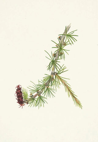 Mary Vaux Walcott - Lyall Larch Larix lyallii.webp