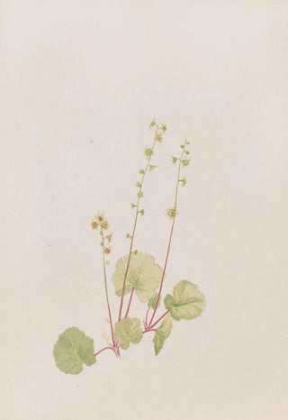 Mary Vaux Walcott - Mitella nuda.webp