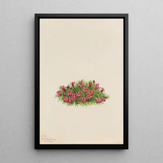 Mary Vaux Walcott - Moss Campion Silene acaulis.webp