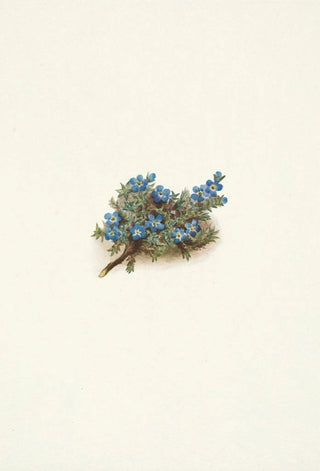 Mary Vaux Walcott - Moss Forgetmenot Eritrichum elongatum.webp