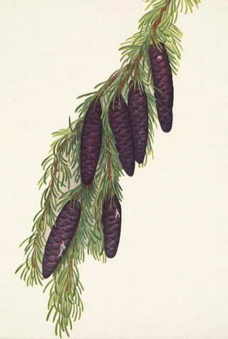 Mary Vaux Walcott - Mountain Hemlock Psuga mertensiana.webp