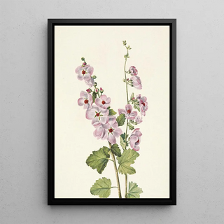 Mary Vaux Walcott - Orangeeye Globemallow Sphaeralcea davidsonii (Case Conflict).webp