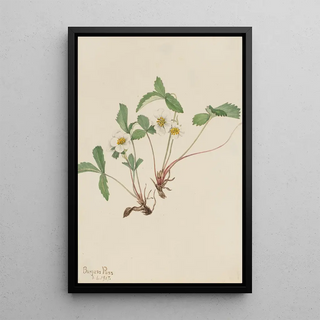 Mary Vaux Walcott - Pale Strawberry Fragaria glauca.webp