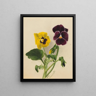 Mary Vaux Walcott - Pansies 2.webp