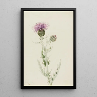 Mary Vaux Walcott - Prairie Thistle Cirsium undulatum.webp
