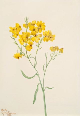 Mary Vaux Walcott - Psilostrophe sparsiflora.webp