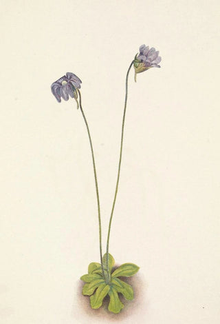 Mary Vaux Walcott - Purple Butterwort Pinguicula elatior.webp