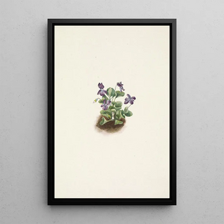 Mary Vaux Walcott - Purple Mountain Violet Viola adunca.webp