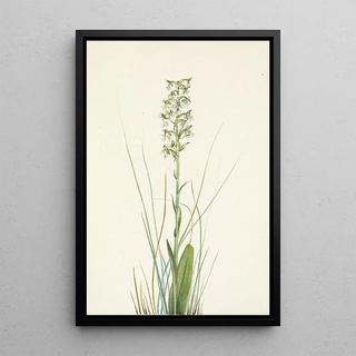 Mary Vaux Walcott - Ragged Fringeorchid Habenaria lacera.webp