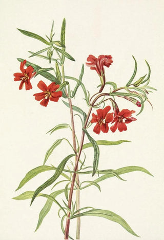 Mary Vaux Walcott - Red Monkeyflower Diplacus puniceus.webp