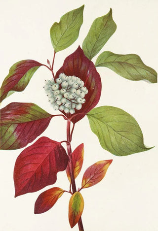 Mary Vaux Walcott - Redosier Dogwood Cornus stolonifera.webp
