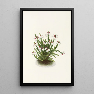 Mary Vaux Walcott - Rocky Mountain Cassiope Cassiope mertensiana.webp