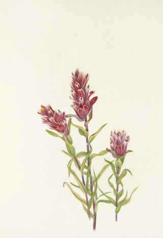 Mary Vaux Walcott - Rose Paintbrush Castilleja pallida.webp