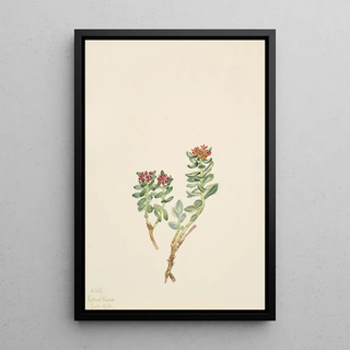 Mary Vaux Walcott - Sanifoiga adscendeus.webp