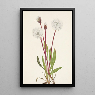 Mary Vaux Walcott - Slender Agoseris Agoseris gracilens.webp