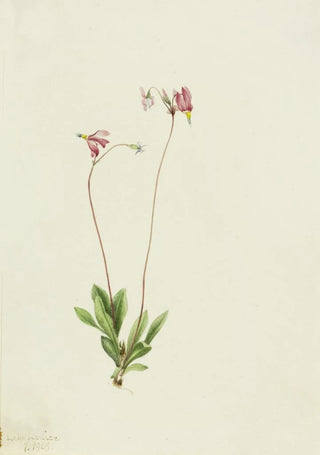 Mary Vaux Walcott - Slender Shootingstar Dodecatheon pauciflorum.webp