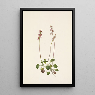 Mary Vaux Walcott - Small Pyrola Pyrola minor.webp