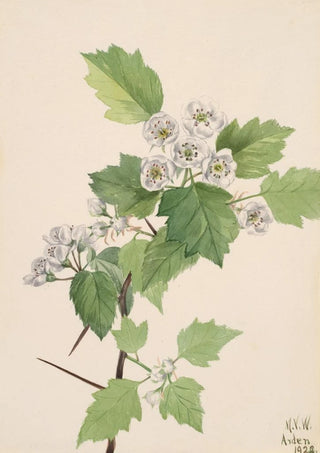 Mary Vaux Walcott - Thicket Hawthorn Crataegus coccinea.webp