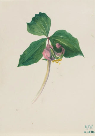 Mary Vaux Walcott - Untitled.webp