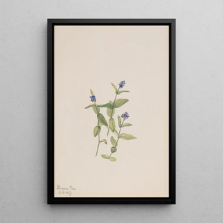 Mary Vaux Walcott - Veronica wormskjoldii.webp