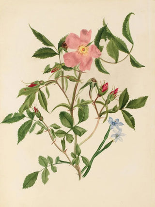 Mary Vaux Walcott - Wild Rose and Blueeyed Grass.webp