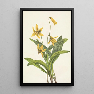 Mary Vaux Walcott - Yellow Troutlily Erythronium americanum.webp