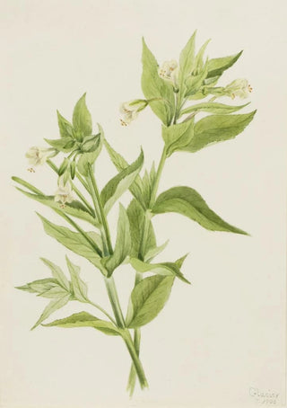 Mary Vaux Walcott - Yellow WillowWeed Epilobium lutem.webp