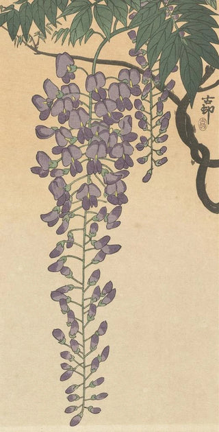 Ohara Koson - Flowering wisteria.webp