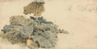 Peter DeWint - Study of Burdocks.webp