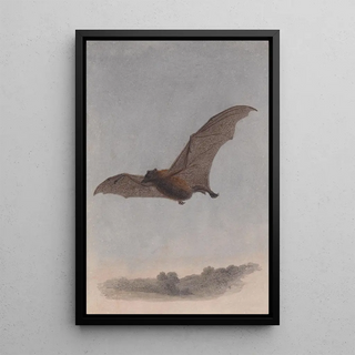 Samuel Howitt - Study of a Vampire Bat.webp