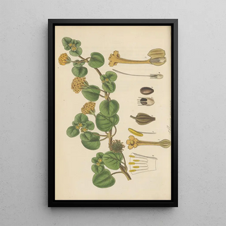 William Jackson Hooker - Abronia arenaria.webp