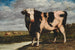 Ein prämiertes Stier - A Sicco Hempenius — Ansicht des Kunstwerks