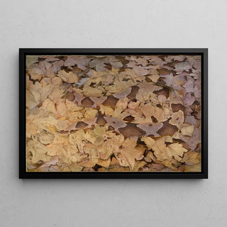 Abbott Handerson Thayer - Copperhead Snake on Dead Leaves study for book Concealing Coloration in the Animal Kingdom.webp