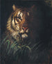 Kopf des Tigers - Abbott Handerson Thayer — Ansicht des Kunstwerks