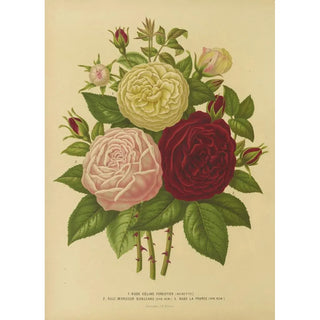 Abraham Jacobus Wendel - Nederlandsche flora en pomona Pl01.webp