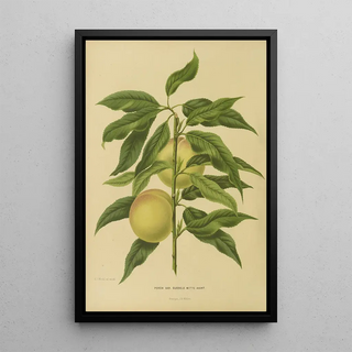 Abraham Jacobus Wendel - Nederlandsche flora en pomona Pl06.webp