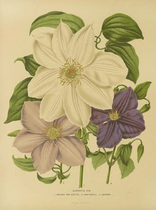 Abraham Jacobus Wendel - Nederlandsche flora en pomona Pl12.webp