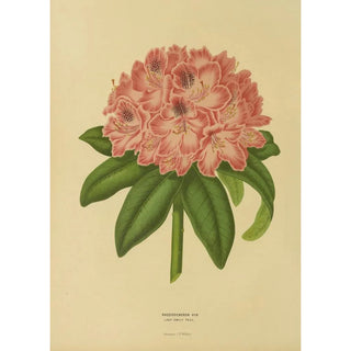 Abraham Jacobus Wendel - Nederlandsche flora en pomona Pl14.webp