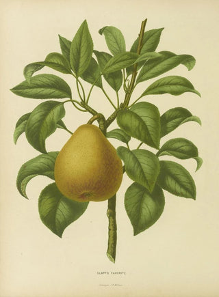 Abraham Jacobus Wendel - Nederlandsche flora en pomona Pl28.webp