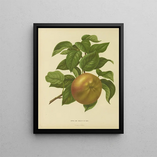 Abraham Jacobus Wendel - Nederlandsche flora en pomona Pl31.webp