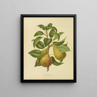 Abraham Jacobus Wendel - Nederlandsche flora en pomona Pl33.webp