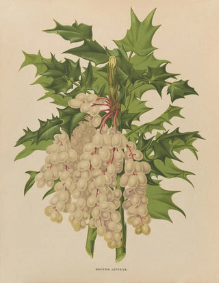 Abraham Jacobus Wendel - Nederlandsche flora en pomona Pl41.webp