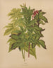 Flore hollandaise et Pomone PL53 - Abraham Jacobus Wendel — Ansicht des Kunstwerks