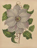 Flore hollandaise et Pomone PL54 - Abraham Jacobus Wendel — Ansicht des Kunstwerks