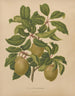 Flore holländische und Pomone PL57 - Abraham Jacobus Wendel — Ansicht des Kunstwerks