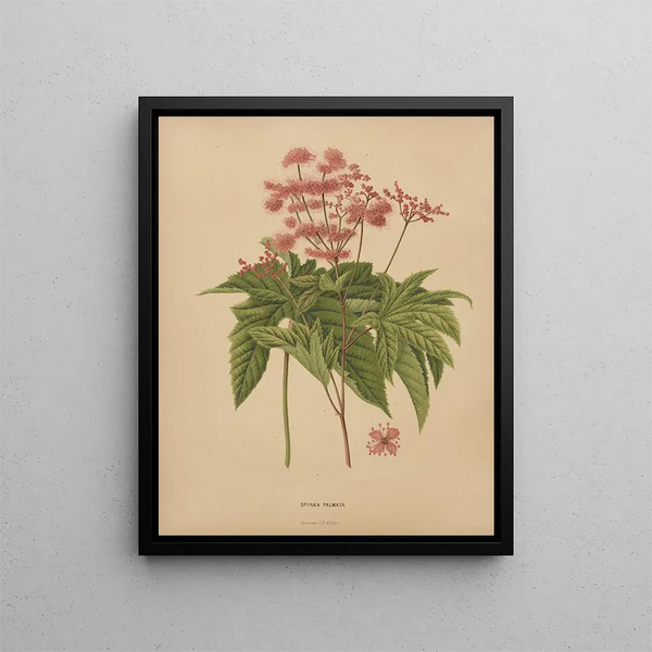 Abraham Jacobus Wendel - Nederlandsche flora en pomona Pl62.webp