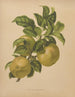 Flore hollandaise et Pomone PL67 - Abraham Jacobus Wendel — Ansicht des Kunstwerks