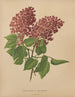 Flore hollandaise et Pomone PL69 - Abraham Jacobus Wendel — Ansicht des Kunstwerks