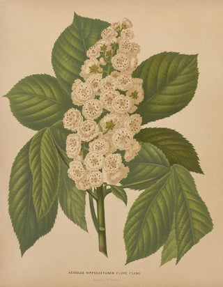 Abraham Jacobus Wendel - Nederlandsche flora en pomona Pl70.webp